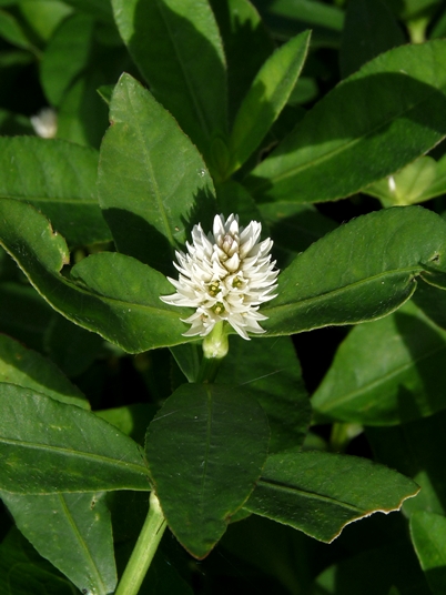 {Alternanthera philoxeroides}